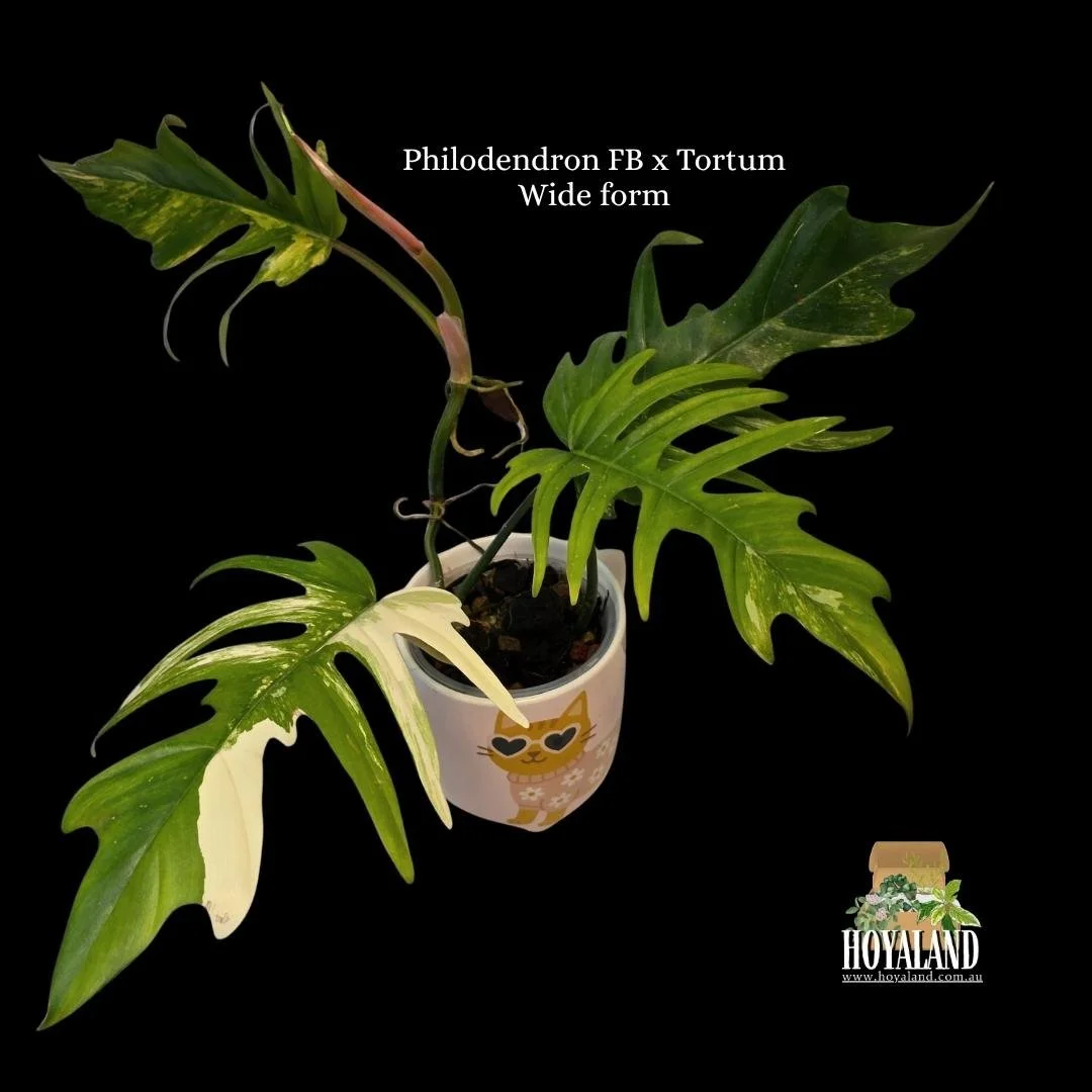 ⛄ Philodendron Florida Beauty X Tortum Wide Form | Hoyaland Rare